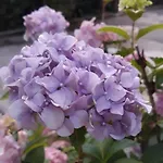 فندق Delle Ortensie 3*