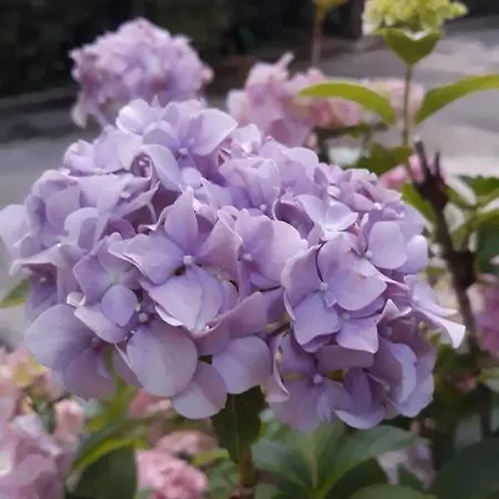 Szálloda Delle Ortensie 3*